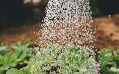The new Regulation (EU) 2020/741 of the European Parliament implies the control of coliphages to validate reclaimed water for agricultural irrigation.