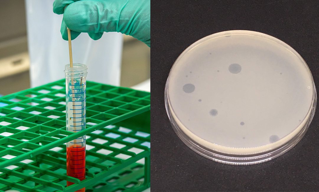 PCR versus cultural methods to detect coliphages