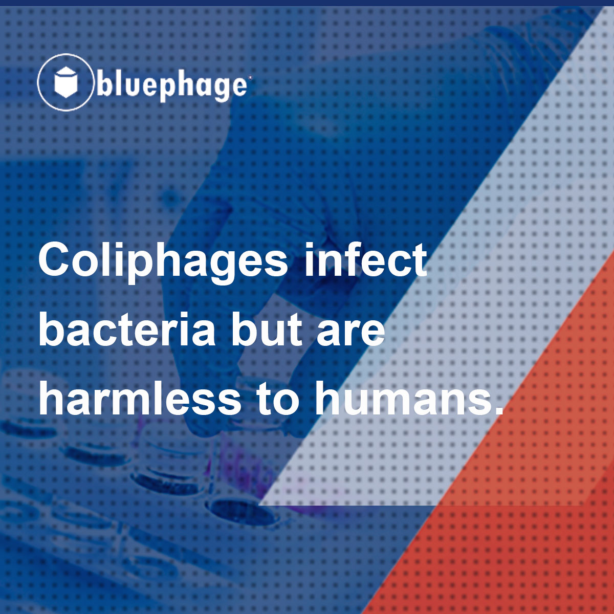Why Coliphages_5