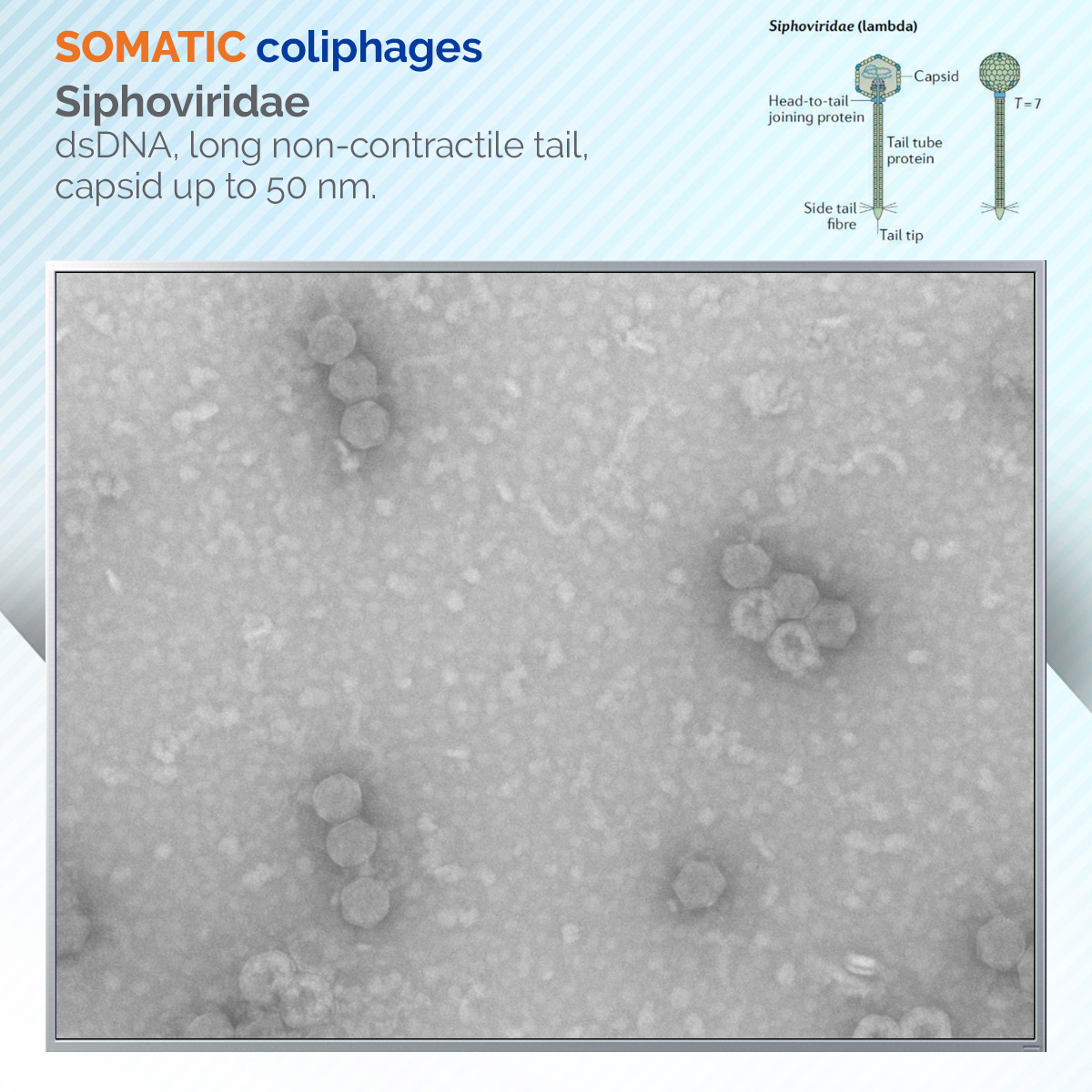Siphoviridae_somatic coliphages