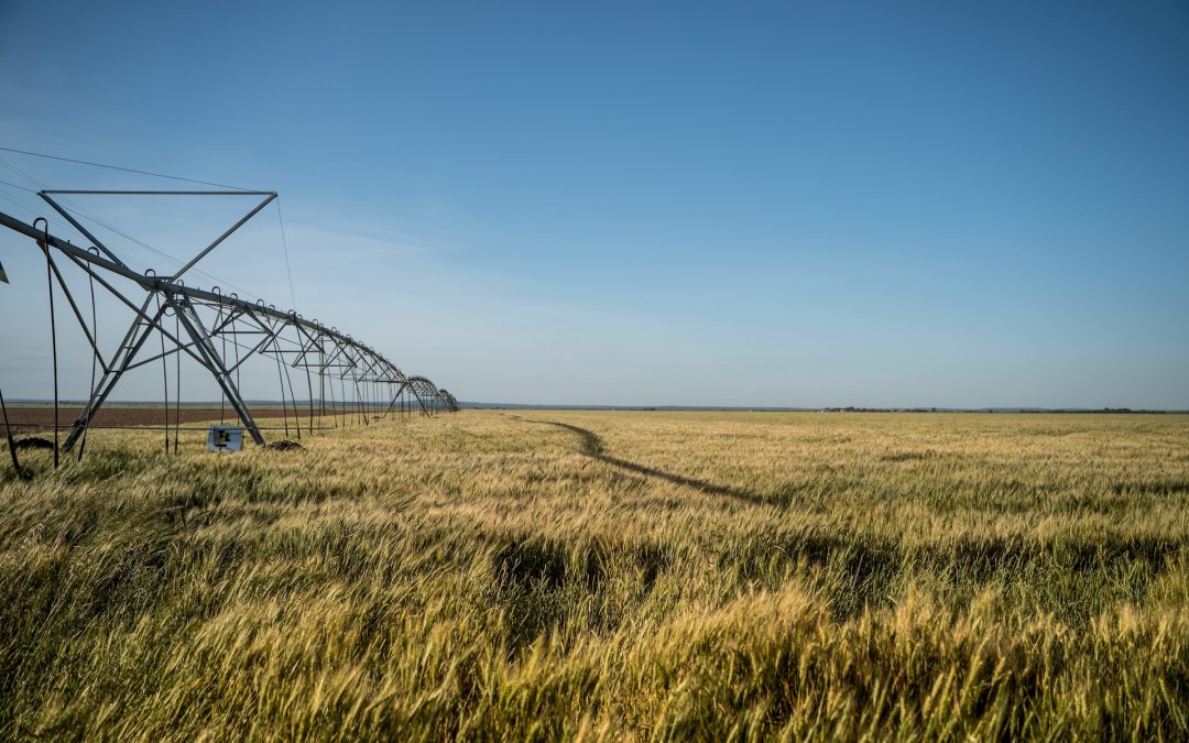 ¿Es necesario controlar los colifagos en el agua de la industria alimentaria?