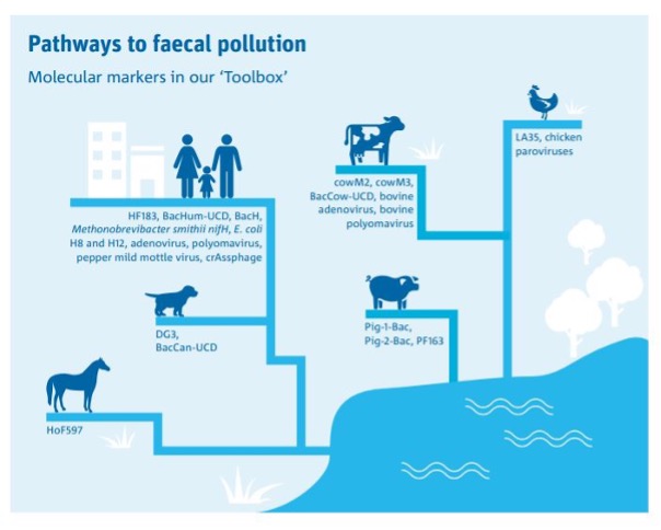 pathways to feacal pollution