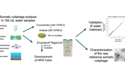 Efficient quantification of somatic coliphages in water: Development and validation of the Enumera® Rapid kit